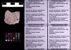 Foto (Objekt + Etiketten) von Cracensigillatus acutirostrus (Moericke, 1889) (NHMW-GEO-1990-0041-0310a)